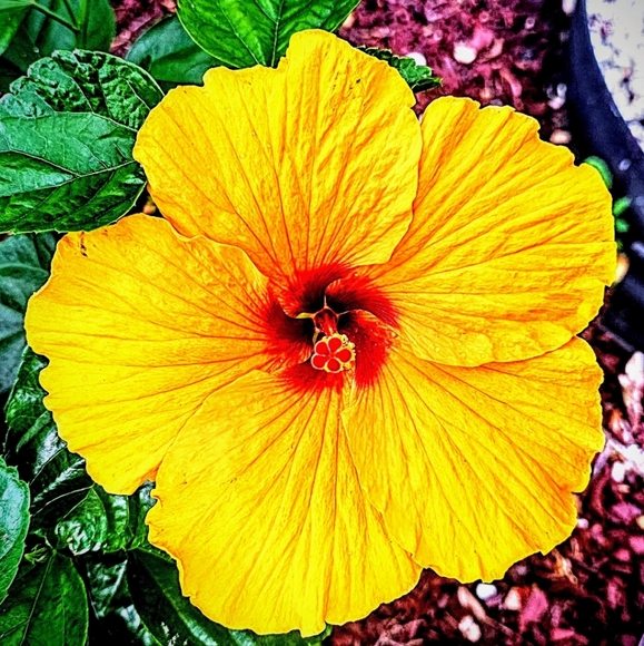 Meet your Posher, Zerimar - Picture 1 of 2